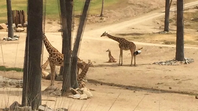 giraffe safari